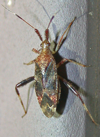 Clouded Plant Bug